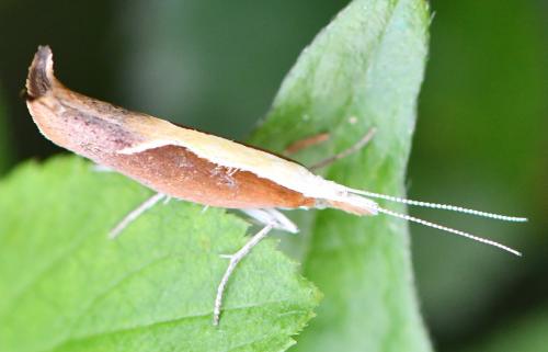 Ypsolopha dentella